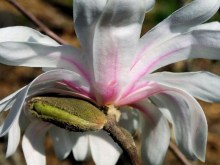 Magnolia gwiaździsta Royal Star  c3 zdjęcie 4