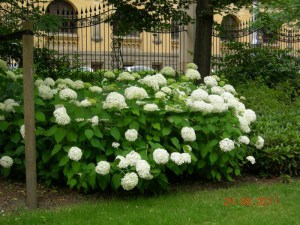 Hortensja drzewiasta (Hydrangea arbor.) Annabelle c3 zdjęcie 5