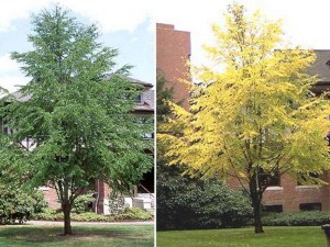 Grujecznik japoński (Cercidyphyllum japonicum) c7,5 zdjęcie 3