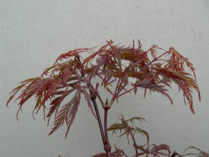 Klon palmowy szczepiony (Acer palm.) Inaba Shidare c4 zdjęcie 5