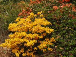 Azalia omszona (Azalea mollis) mix kolorów c1 zdjęcie 6