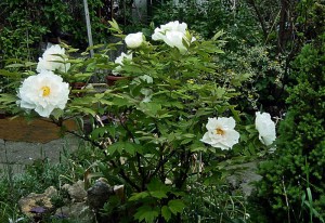 Piwonia drzewiasta (Paeonia suffruticosa) odm. chińska biała zdjęcie 5