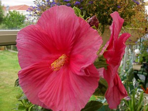 Hibiskus bylinowy (Hibiscus moscheutos) Fantasia zdjęcie 5