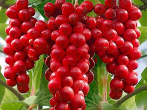 Cytryniec chiński (Schisandra) jadalne owoce zdjęcie 6