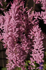 Tamaryszek rozgałęziony (Tamarix ramosissima) Rubra c2 zdjęcie 1