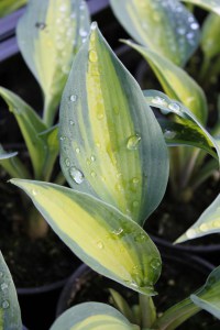 Funkia (Hosta) Touch of Class sadzonka zdjęcie 6