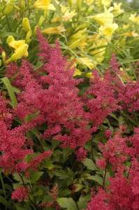 Tawułka japońska (Astilbe japonica) Red Sentinel c2 zdjęcie 5