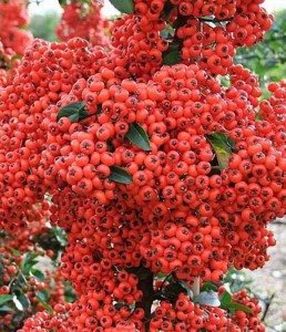 Ognik szkarłatny (Pyracantha coccinea) Red Column c3 zdjęcie 6