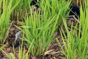 Proso rózgowate (Panicum virgatum) Northwind zdjęcie 5