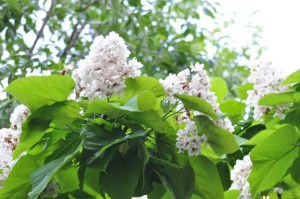 Katalpa, surmia (Catalpa bignonioides) c10 zdjęcie 6