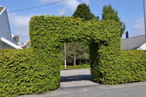 Buk pospolity (Fagus sylvatica) na żywopłot zdjęcie 6