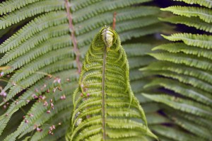 Pióropusznik strusi (Matteuccia struthiopteris) c1 zdjęcie 6