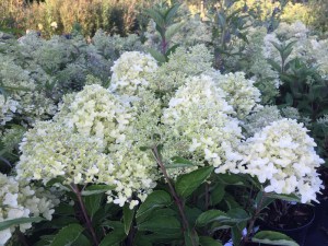 Hortensja bukietowa (Hydrangea) Luna c4 zdjęcie 6