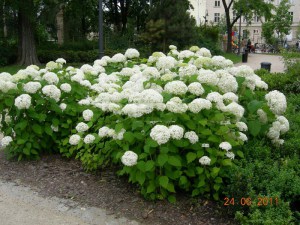 Hortensja drzewiasta (Hydrangea arbor.) Annabelle c3 zdjęcie 6