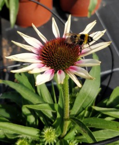 Jeżówka purpurowa (Echinacea) Fountain Pink Eye zdjęcie 6