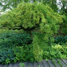 Karagana syberyjska (Caragana arborescens) Pendula na pniu c2 zdjęcie 5