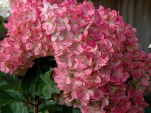 Hortensja Vanille Fraise na pniu, Hortensja Renhy c3 zdjęcie 5