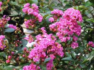 Lagerstremia indyjska (Lagerostroemia indica) zdjęcie 6