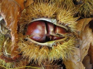 Kasztan jadalny (Castanea sativa) c2 zdjęcie 2