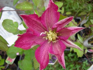 Powojnik (Clematis) Asao c2 zdjęcie 6
