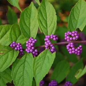 Pięknotka rozwidlona (Callicarpa dichotoma) Issai c3 zdjęcie 6