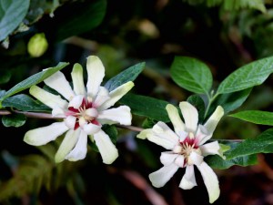 Kielichowiec (Calycanthus) Venus c3 zdjęcie 1