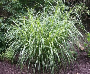 Miskant chiński (Miscanthus chinensis) Little Zebra zdjęcie 6