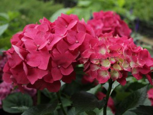 Hortensja ogrodowa (Hydrangea macrophylla) Leuchtfeuer c3 zdjęcie 5