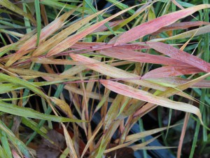 Trawa bambusowa (Hakonechloa macra) Nicolas zdjęcie 5