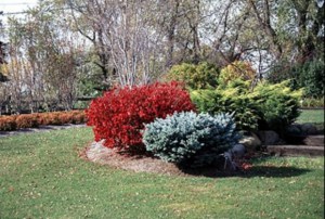 Trzmielina oskrzydlona (Euonymus alatus) Compactus c3 zdjęcie 6