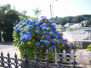 Hortensja ogrodowa niebieska (Hydrangea macrophylla) Nikko Blue zdjęcie 6