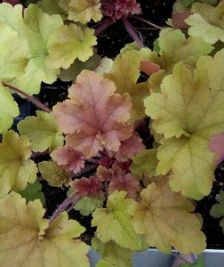 Żurawka (Heuchera) Marmalade zdjęcie 5