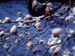 Kalina bodneńska (Viburnum bodnanense) Dawn zdjęcie 6