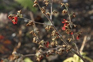 Oczar  złotożółty (Hamamelis) Rubin c4 zdjęcie 1