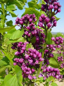 Bez - lilak (Syringa) Sensation c2 zdjęcie 8