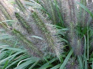Trawa rozplenica japońska piórkówka (Pennisetum) Moudry zdjęcie 7