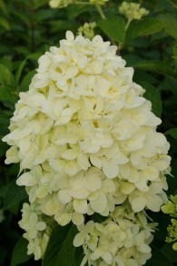Hortensja bukietowa (Hydrangea paniculata) Limelight c2 zdjęcie 6