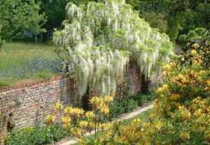 Glicynia Longissima Alba, wisteria Shiro-noda zdjęcie 5