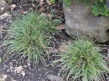 Trawa turzyca stożkowata (Carex conica) Snowline sadzonka zdjęcie 5