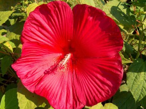 Hibiskus bylinowy (Hibiscus) Southern Belle zdjęcie 4