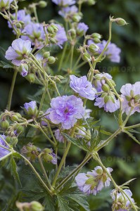 Bodziszek łąkowy (Geranium pratense) Cloud Nine zdjęcie 5