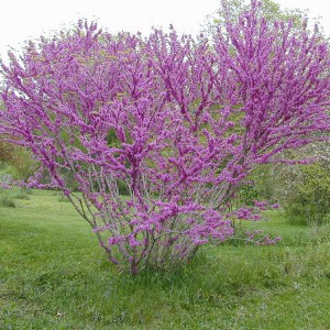 Judaszowiec chiński (Cercis chinensis) Don Egolf c4 zdjęcie 6