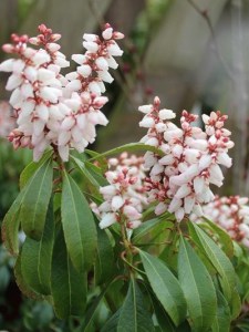 Pieris japoński (Pieris japonica) Bonfire zdjęcie 6