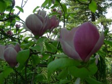Magnolia pośrednia (Magnolia soulangeana) Lennei c3 zdjęcie 2