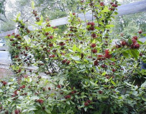 Kielichowiec wonny (Calycanthus floridus) c5 zdjęcie 1