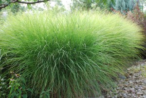 Miskant chiński (Miscanthus sinensis) Gracillimus zdjęcie 4