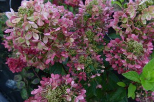 Hortensja bukietowa Pastelgreen Hydrangea c5 zdjęcie 5