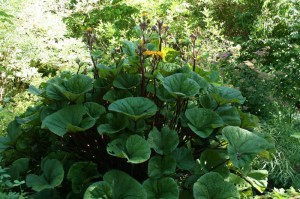 Języczka pomarańczowa (Ligularia dentata) Othello zdjęcie 5
