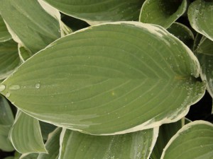 Funkia (Hosta) Tom Schmid sadzonka zdjęcie 5