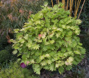 Klon Shirasawy (Acer shirasawum) Autumn Moon c3 zdjęcie 6